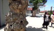 Denizli Garı'nın asırlık çınarları
