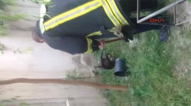 Denizli Tele Takılan Kediyi İtfaiye Kurtardı