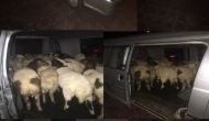 Denizli'de Hayvan Hırsızlarına Operasyon: 2 Gözaltı