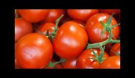 Domates halde 10 kuruş, markette 1.5 lira