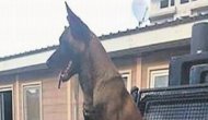 Kahraman polis köpeği: Barut
