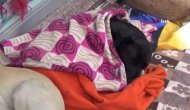 Köpekler Üşümesin Diye Örtülen Battaniyeleri Çalmaya Çalıştılar