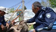 Kurt Saldırısına Uğrayan Geyik Eve Sığındı