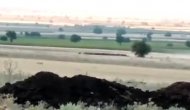 Nohut tarlasındaki domuz sürüsü görüntülendi