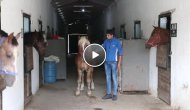 Satın Aldığı Atı Zihinsel Engelli Çocuğa Hediye Edecek