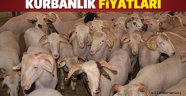 Kurbanlıklar bu yıl kaç liradan satışa çıkacak?