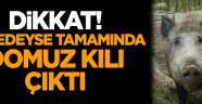Dikkat! Neredeyse tamamında domuz kılı çıktı